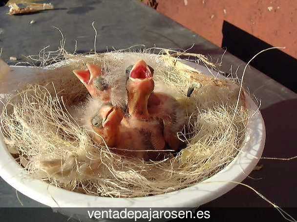 Tipos de pajaros en Aldea de San Miguel?