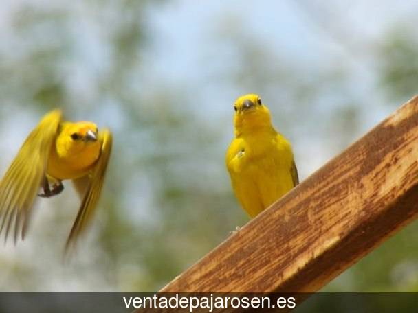 Clases de pajaros en Erro?