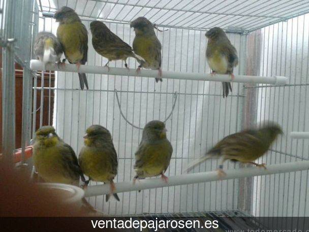 Tipos de pajaros en Caleruega?