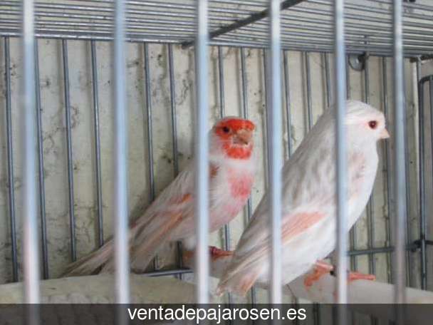 Clases de pajaros en Burguillos de Toledo?