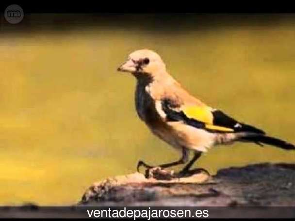 Clases de pajaros en Villanueva del Pardillo?