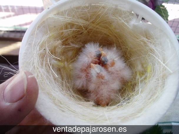 Tipos de pajaros en Cabrejas del Pinar?