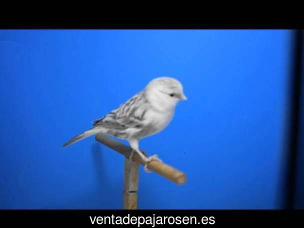 Clases de pajaros en Berninches?