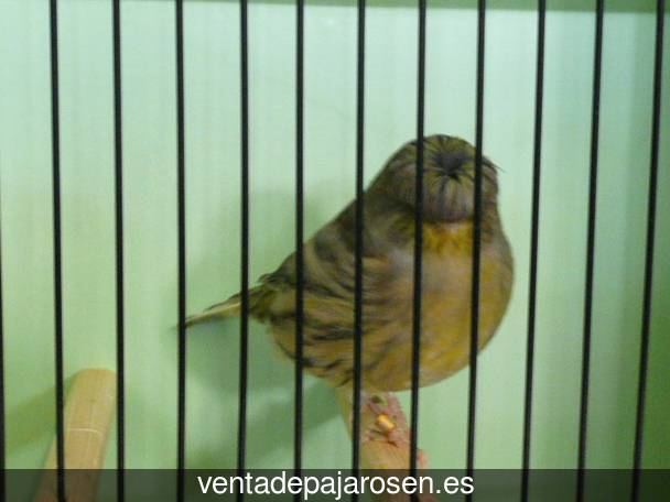 Clases de pajaros en Matabuena?