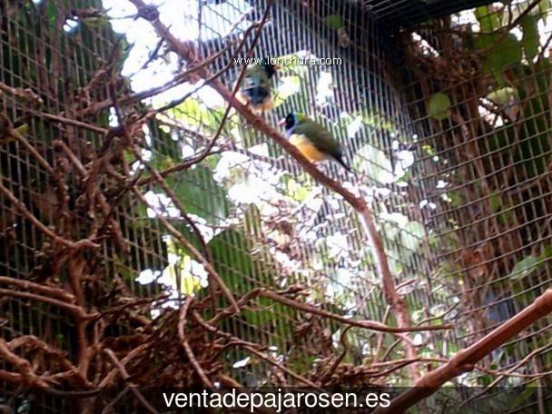 Clases de pajaros en Brieva?