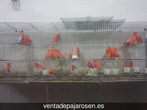 Clases de pajaros en Mantiel?