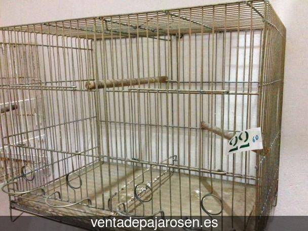 Tipos de pajaros en Gradefes?