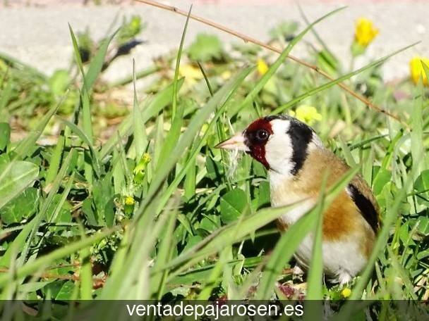 Clases de pajaros en Cuba?