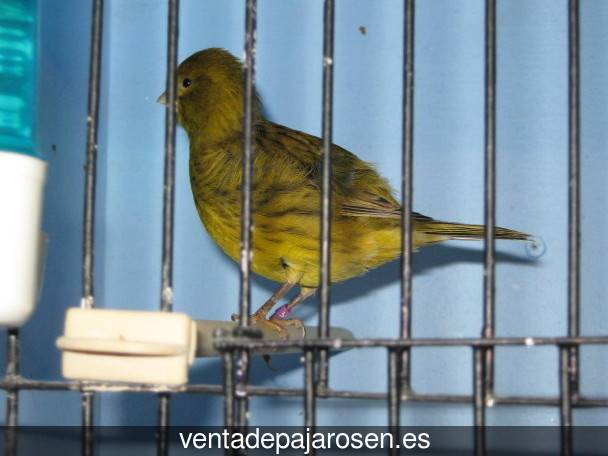 Tipos de pajaros en Alonsotegi?